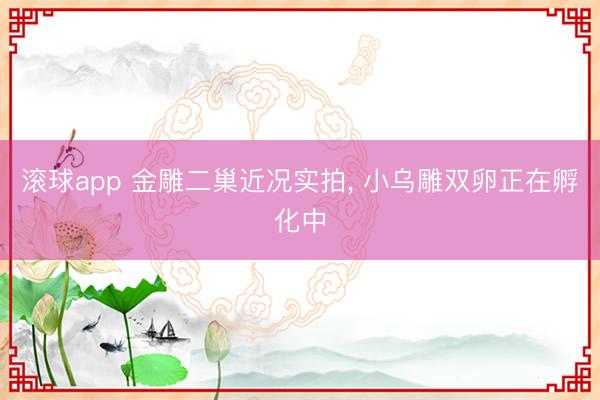 滚球app 金雕二巢近况实拍， 小乌雕双卵正在孵化中