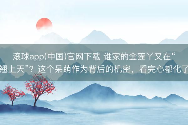 滚球app(中国)官网下载 谁家的金莲丫又在“翘上天”？这个呆萌作为背后的机密，看完心都化了
